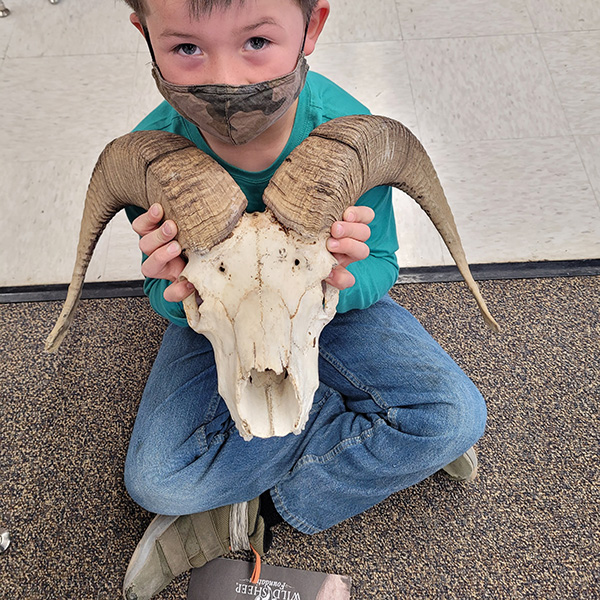 student holding a wild sheep skull and horns